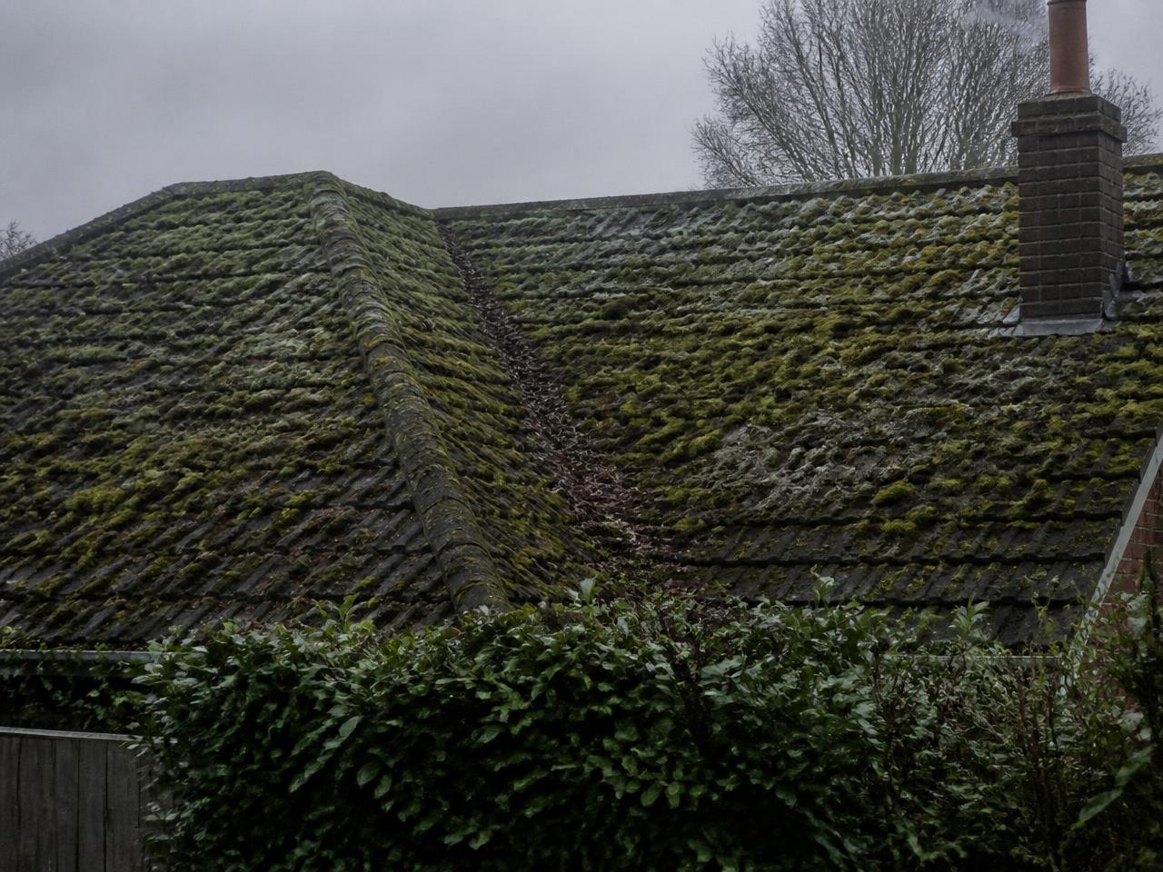 Before: moss removal in Staines